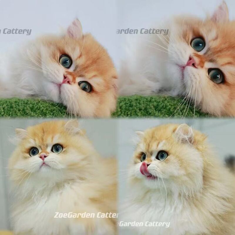 纯种British Longhair kittens