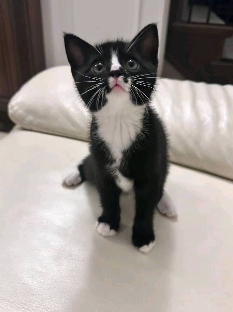 可爱小猫寻找新家｜48天大｜聪明黏人
