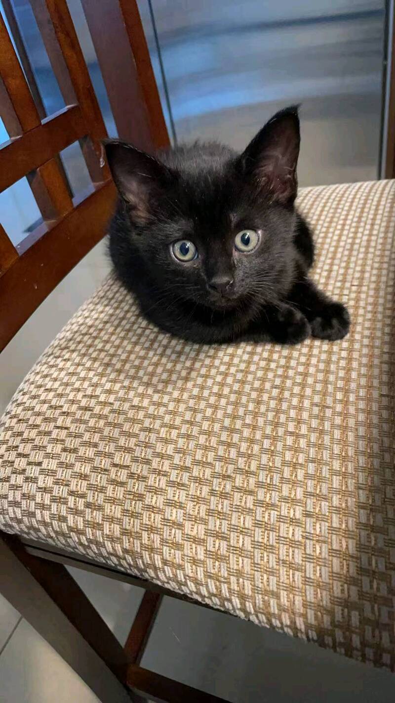 可爱小猫寻找新家｜52天大｜聪明黏人