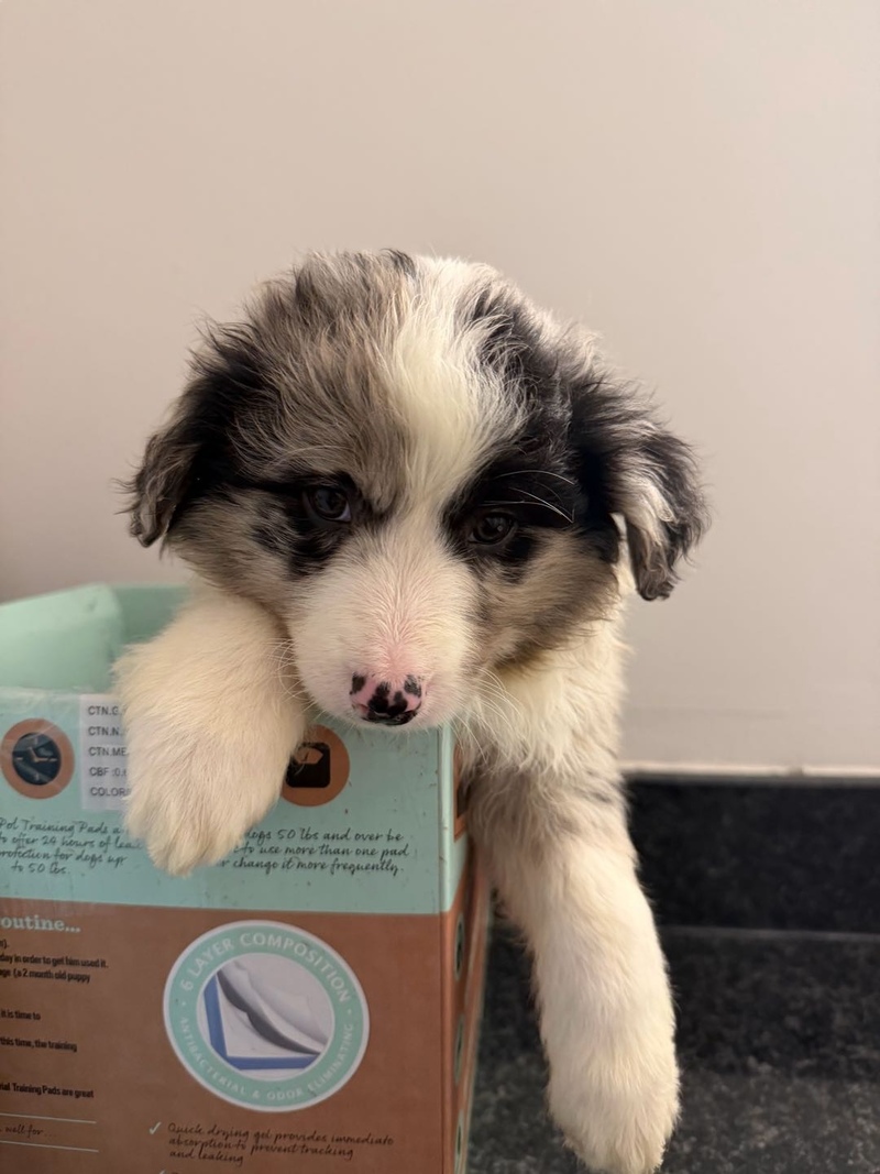 性价比高智商高不掉毛无异味体型小颜值高的狗宝宝