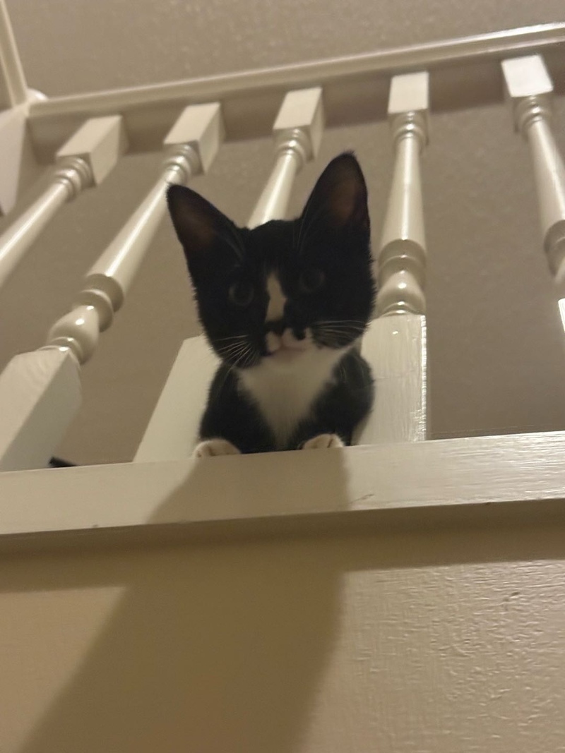 4个月小猫求领养