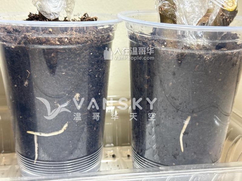 园艺的收获：在 Gaia’s Elysium园艺，见证与融入生命的的欣喜