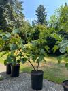 出盆栽三年无花果树已结果每棵30刀，两年每棵15刀