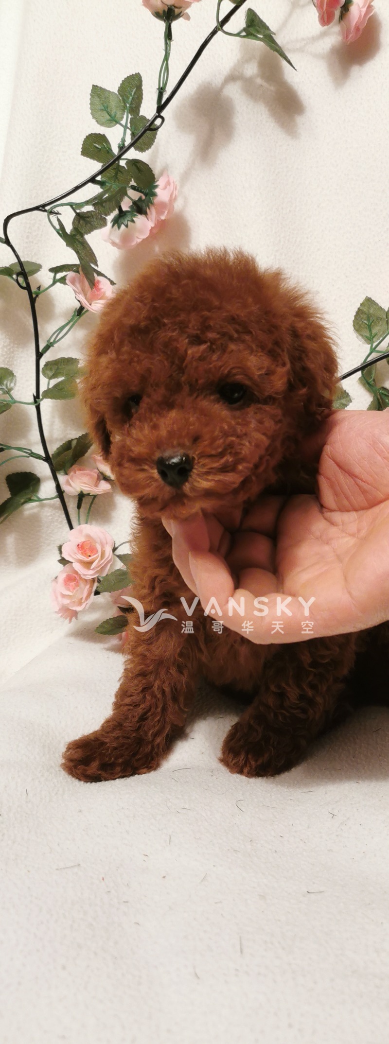 自家红泰迪生的小泰迪找新家