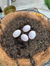 有机鸽子 鸽子蛋3.5一枚
