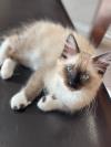 可爱粘人布偶猫