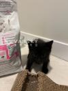 给可爱小黑猫找主人