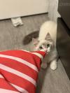 布偶哥哥希望找一只纯种布偶妹妹相亲！Ragdoll boy looking for a Ragdoll girlfriend