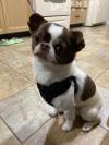 Chihuahua  Beagle 1岁5个月小狗狗找女朋友