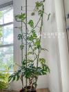 mini monstera和fiddle leaf fig