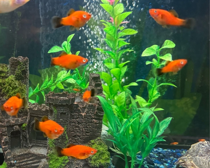 红月光/剑尾鱼苗2-3cm