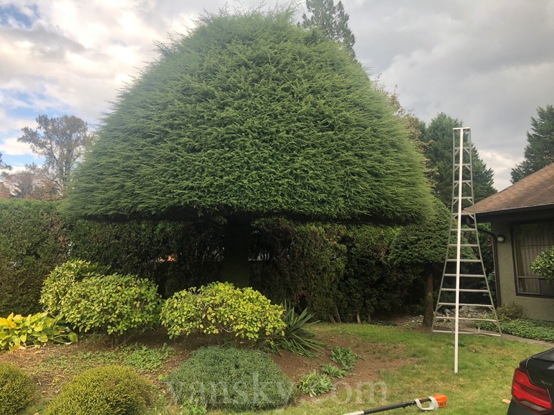 阿源園藝778 788 5488專業第一品牌！ 修剪花樹 、砍樹 、種草皮 、包年養花樹、剪草、舖木屑、整理花園、花園改造 花樹設計