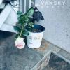 出售漂亮的龙沙宝石（Eden Rose）玫瑰 $15