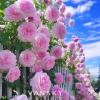 出售漂亮的龙沙宝石（Eden Rose）玫瑰 $15