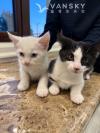 给两只猫咪找新家
