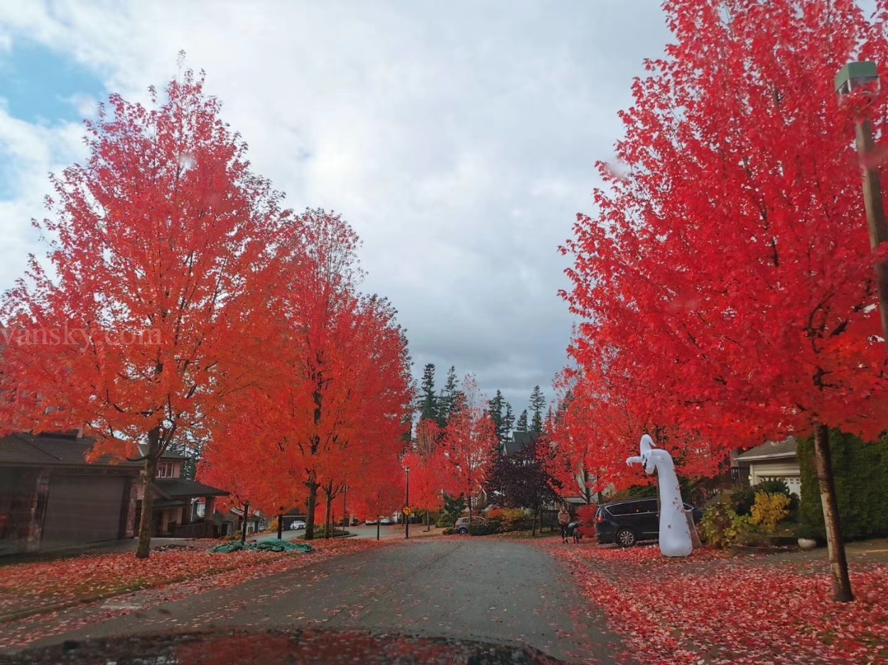 满地宝Port Moody美景豪宅整租