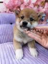 柴犬宝宝可以接受的了 黑色 黄色 白色的都有 5月多可以接