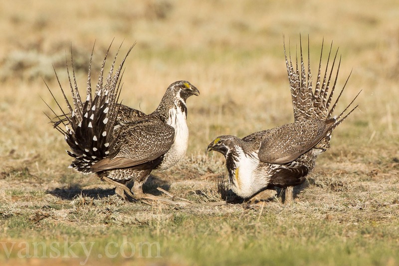 200301164151_a1_4462_3_greater-sage-grouse_dorian_anderson_kk_adult-males.jpg