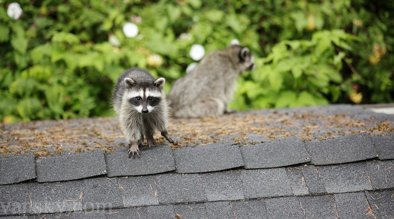 211103202332_raccoons-vancouver-renting-2021.jpeg