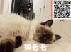 出一窝纯种布偶 妈妈山猫纹 爸爸重点色