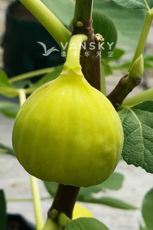 260617202154_Fig-Lemon-Italian-Honey-3.jpg