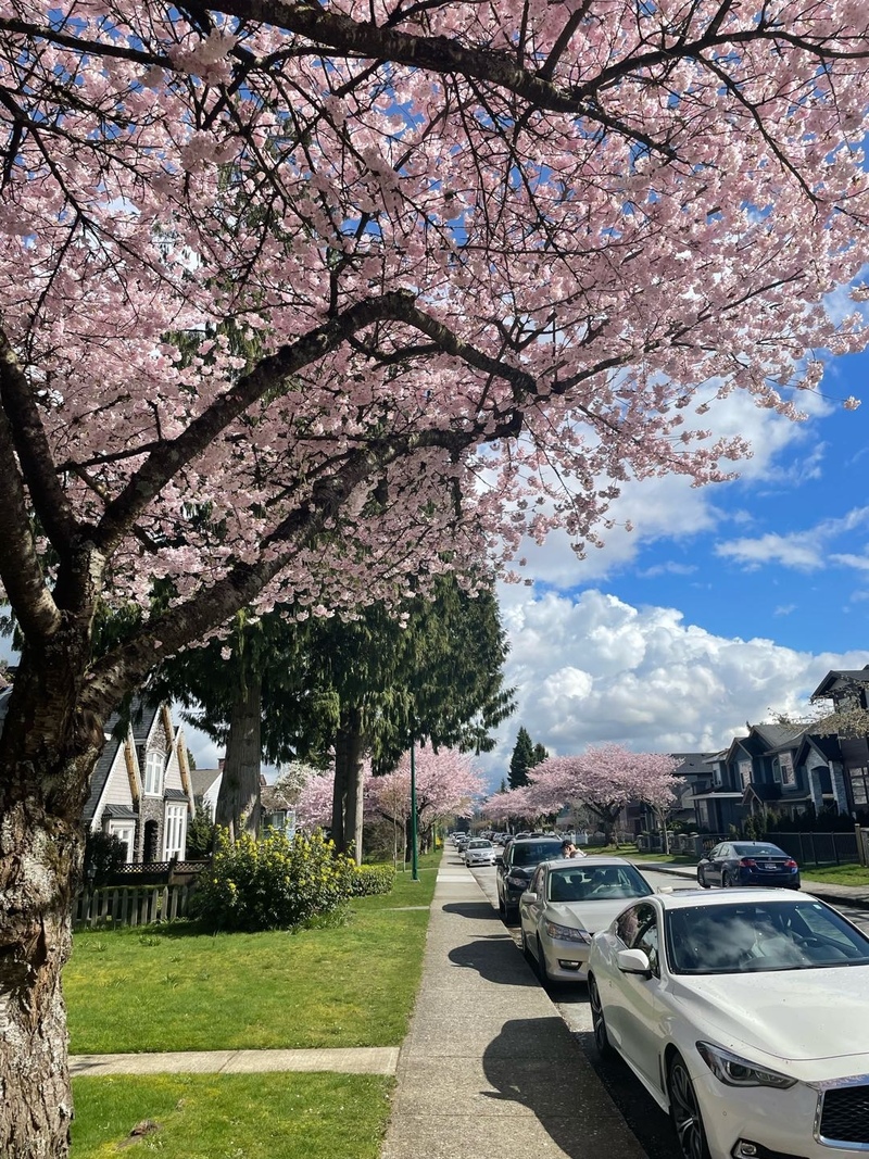 本拿比东Burnaby半地下室两房出租