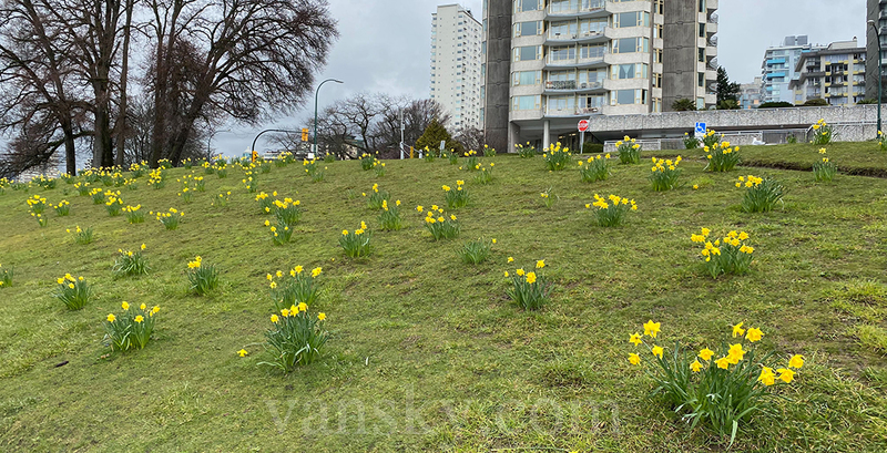 200224101749_daffodils.jpg
