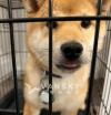 为柴犬妹妹找新家
