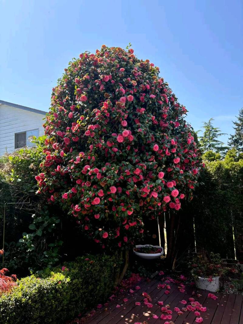 茶树花：被低估的“植物黄金”