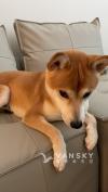 柴犬 找新家